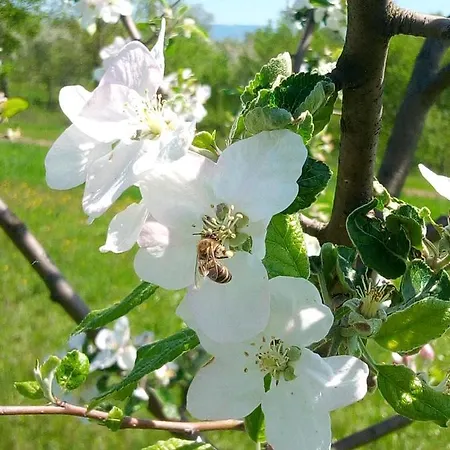 Nyaraló Cabana Piatra Plaiului Bondoraszó