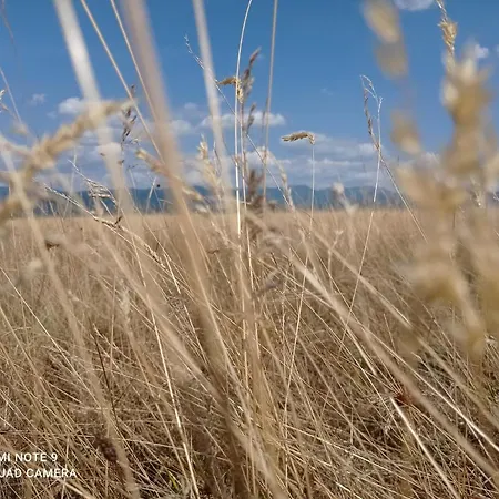 Cabana Piatra Plaiului Nyaraló Bondoraszó