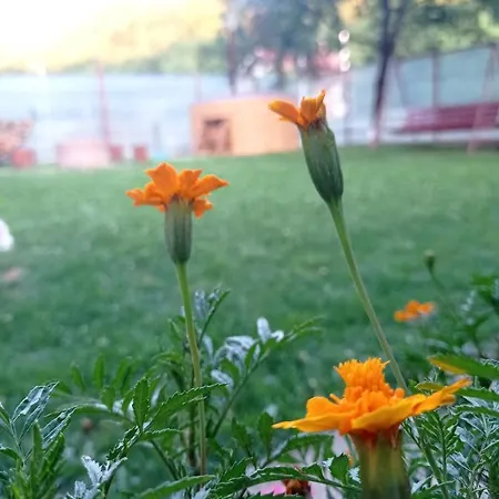 Cabana Piatra Plaiului